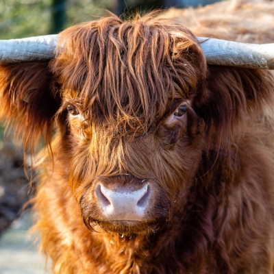 Schotse Hooglander - De Zonnegloed - Dierenpark - Dieren opvangcentrum - Sanctuary